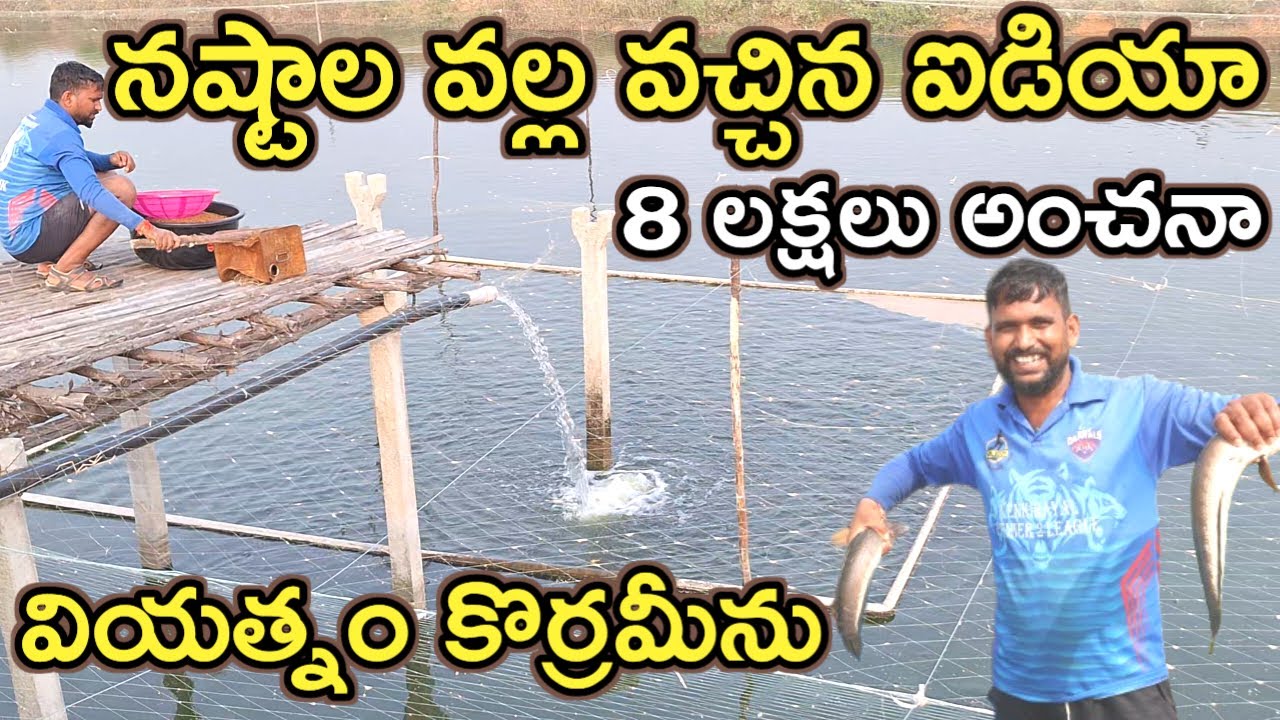 తెలియక 8 లక్షలు నష్టం korrameenu fish farming @MalleshAdla