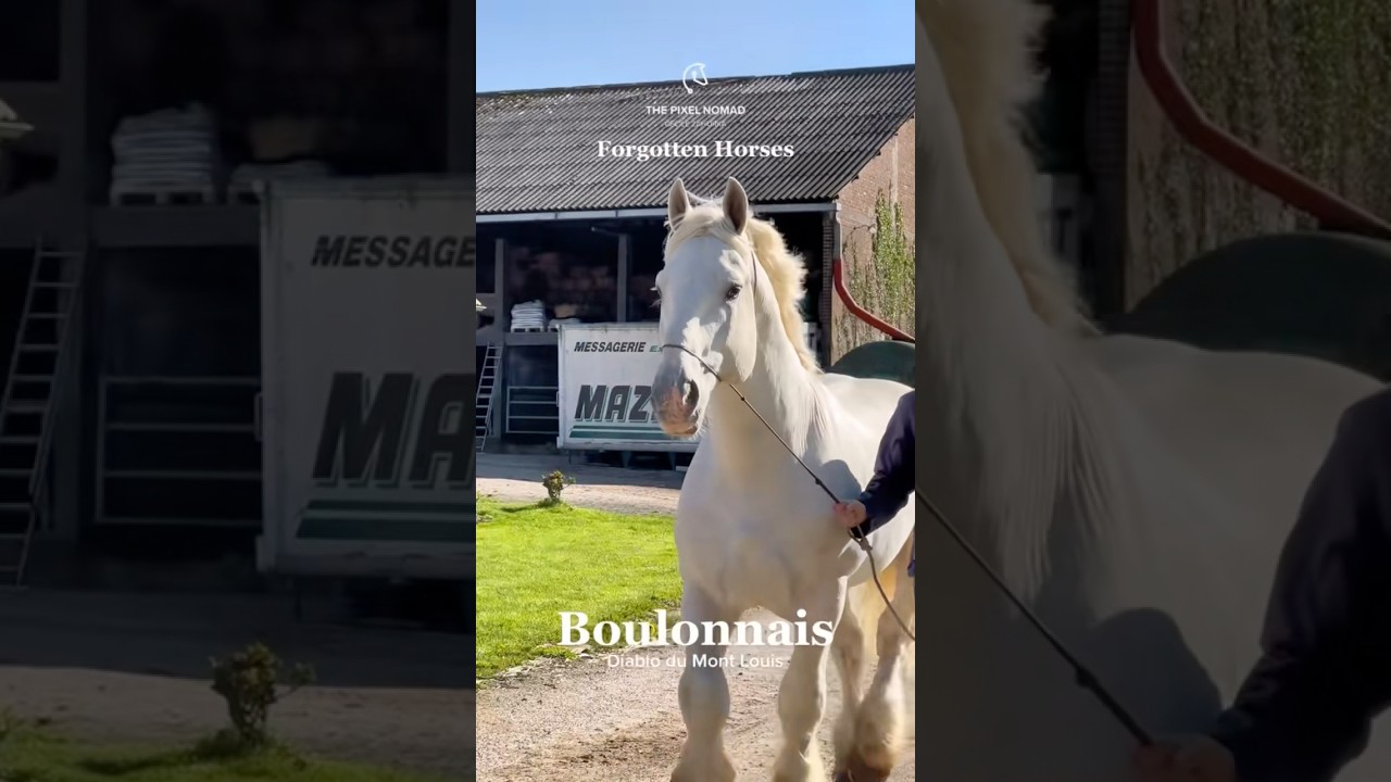 Like a boss 💪🏽 Boulonnais draft horse stallion in France 