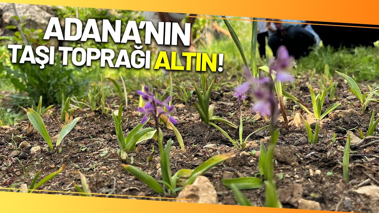 Adana, Salebin Üretim Merkezi Olacak