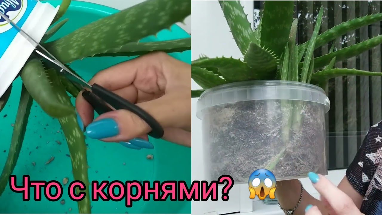 Комнатные растения🌱Алое Вера широколистное🌿Большая пересадка🌱Грунт для суккулентов из универсального