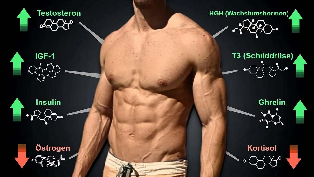 Natürliche Hormon-Tricks für Muskelaufbau & Fettabbau: Testosteron, HGH, Cortisol, Insulin & Co.