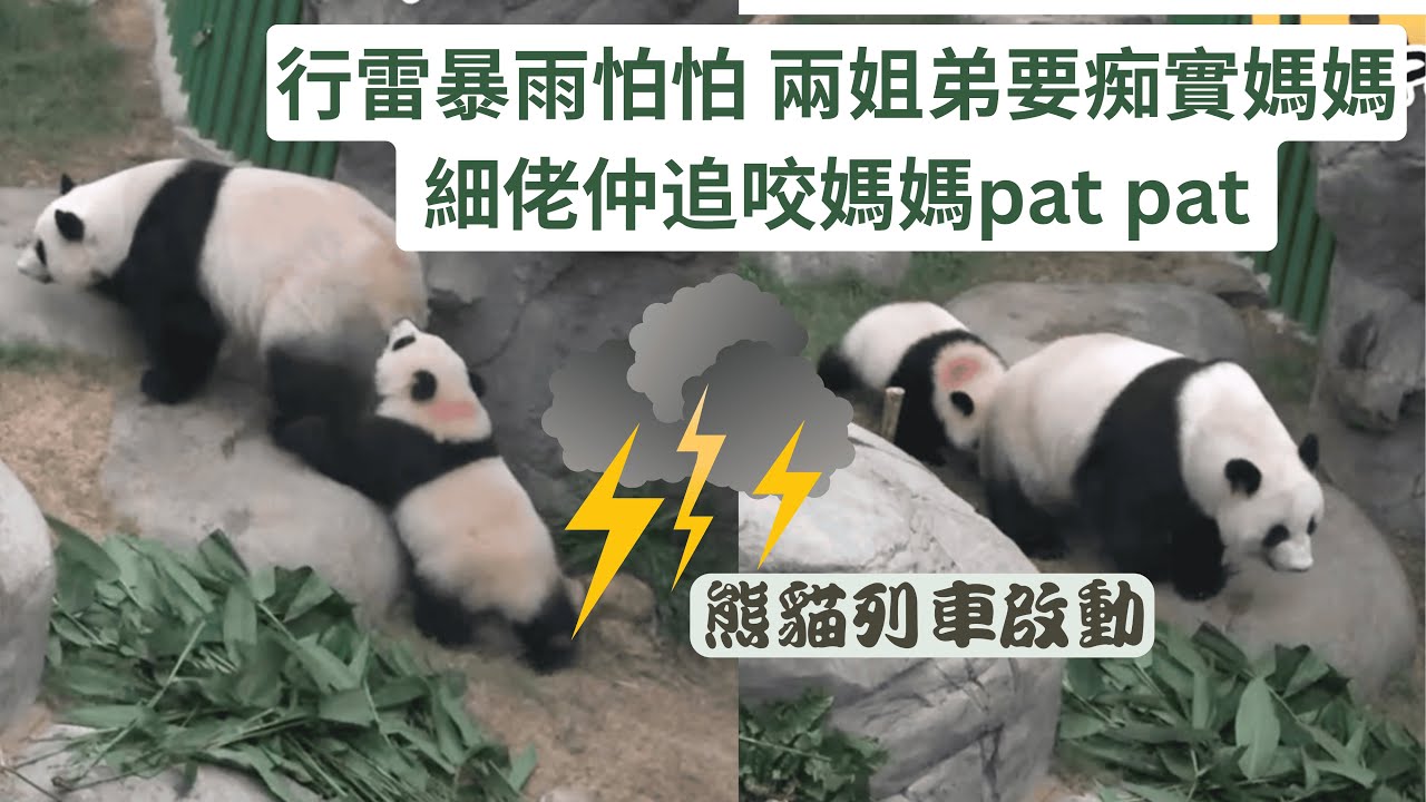 行雷暴雨怕怕 兩姐弟要痴實媽媽  細佬仲要不斷追咬媽媽pat pat 跟著盈盈實一實  #panda #cutepanda #熊貓 #香港