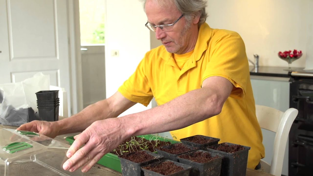 Cherrytomaten kweken - Moestuinpakket - Hendrik-Jan de Tuinman
