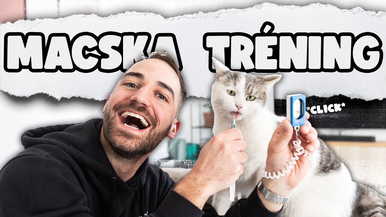 Archibald TRÜKKÖKET TANUL! (avagy így tanítsd a macskádat!)
