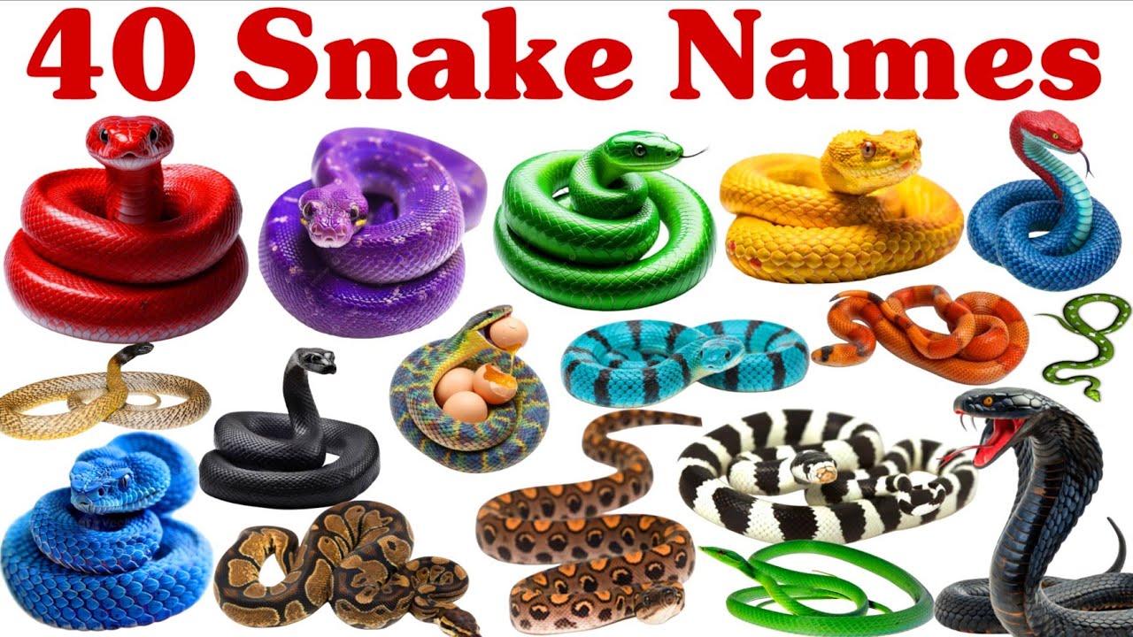 40 साँपों के नाम | 40 अलग-अलग साँपों के नाम बच्चों के लिए | Learn 20 Types of Snakes For Kids