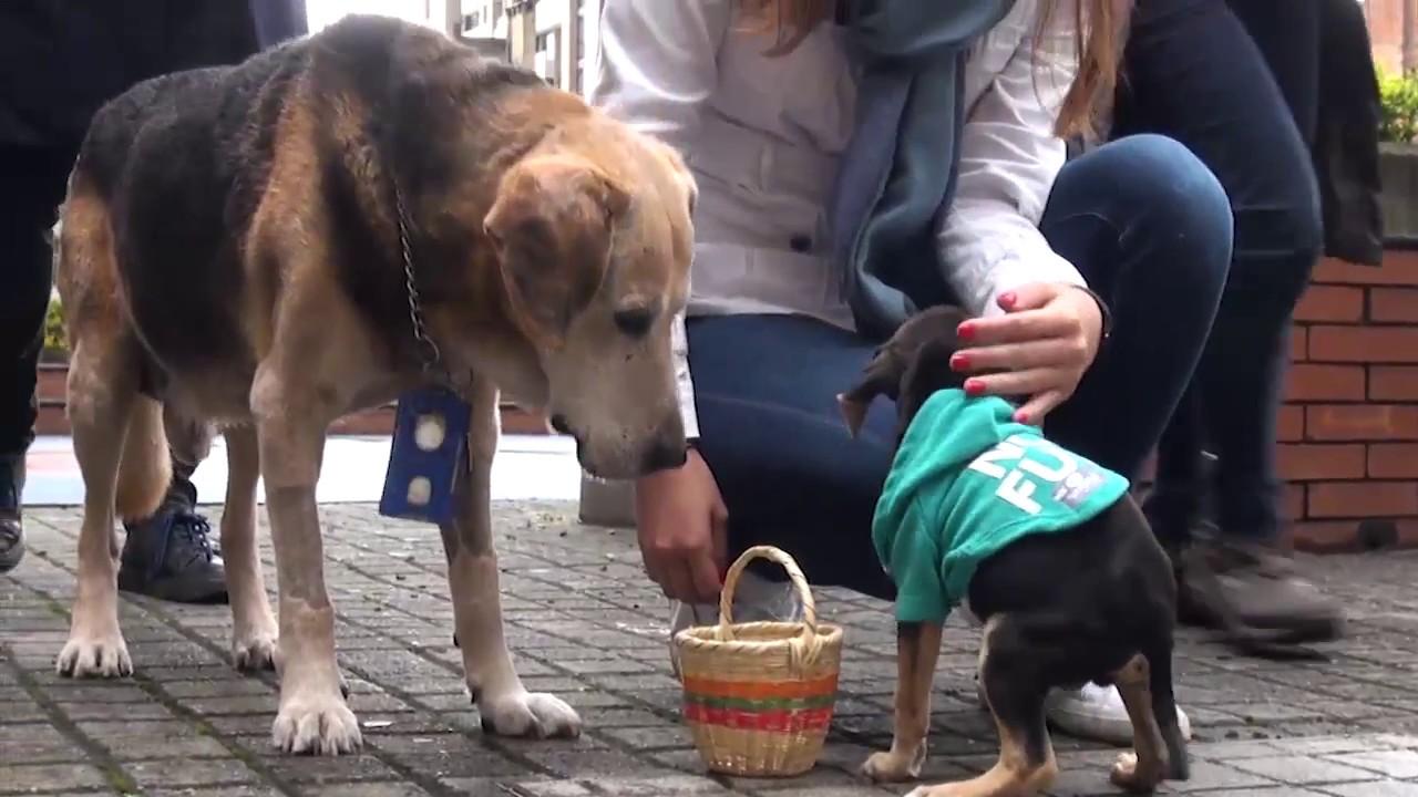 Esta es la historia de Cabito, el cachorrito de Utadeo