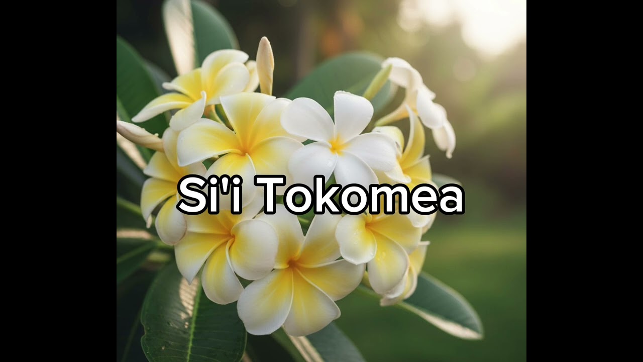 Si'i Tokomea(over)