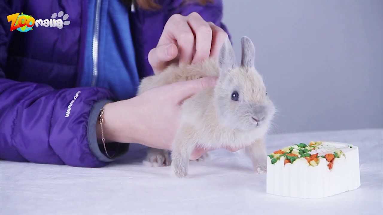 Quels aliments donner à mon lapin ?