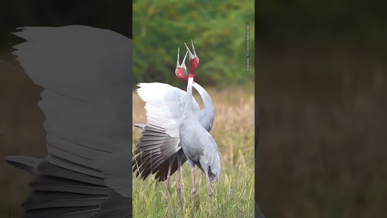 Sarus crane courtship display @ Nalsarovar 2022