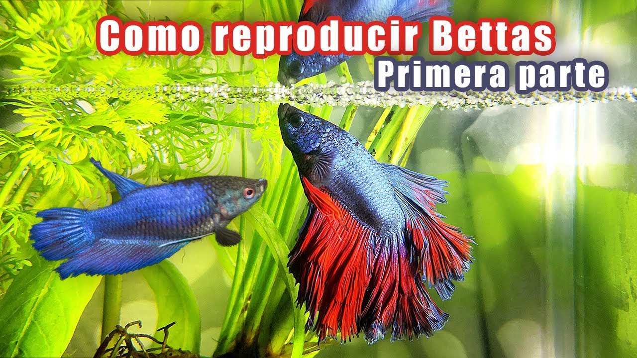 Como reproducir bettas con exito
