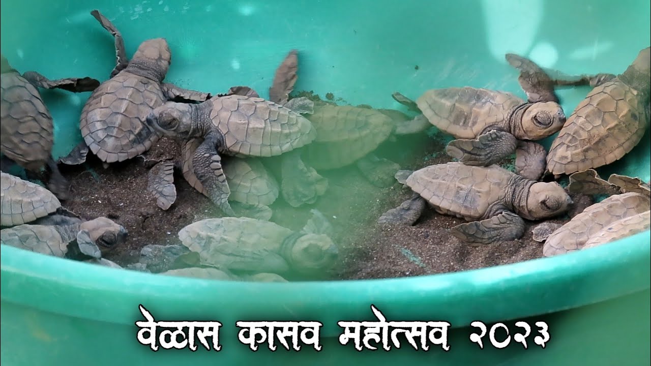 महाराष्ट्रातील समुद्र किनाऱ्यावरील अद्भुत नजारा । Velas Turtle Festival | वेळास कासव महोत्सव