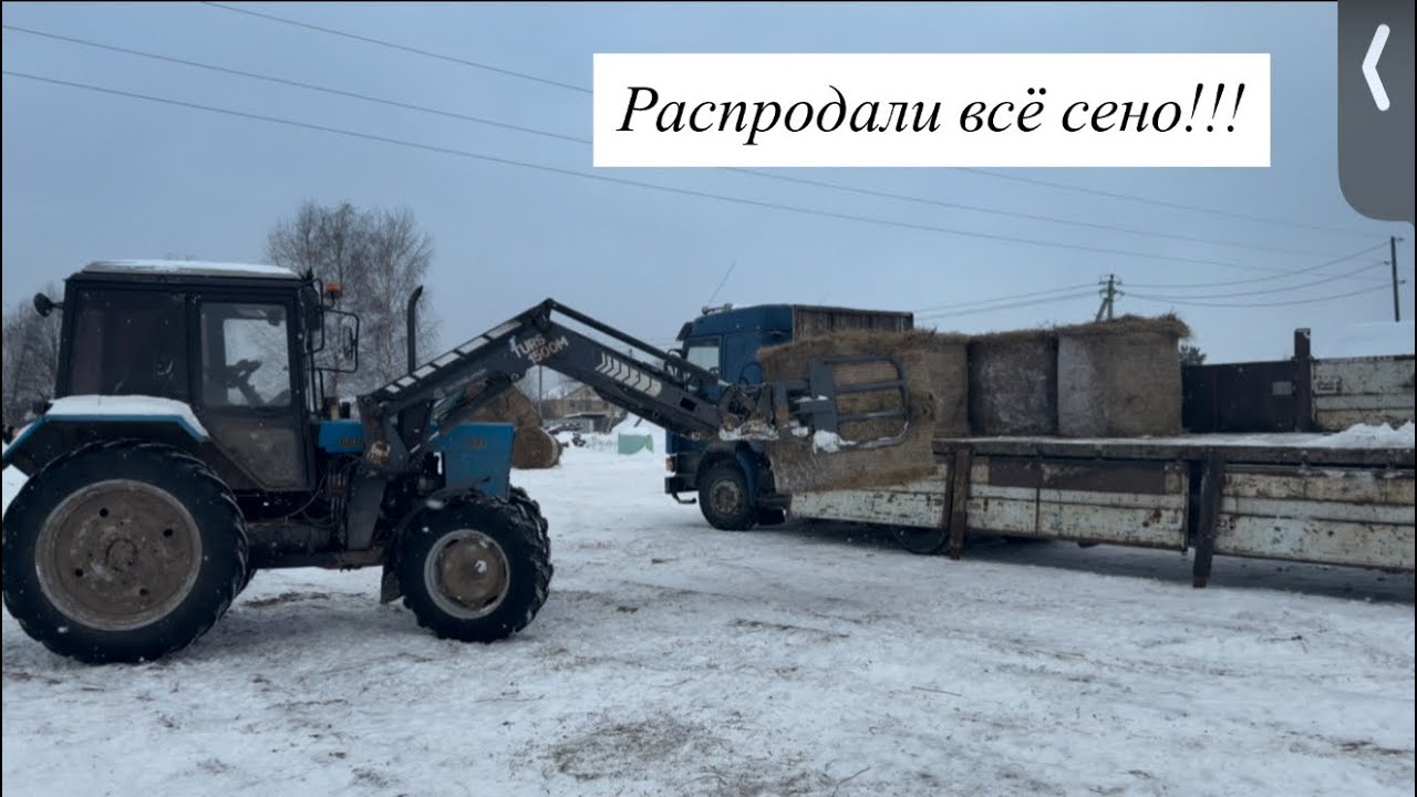 Корма разлетаются, как горячие пирожки! Рабочие будни на молочной ферме! Уход за сырами!
