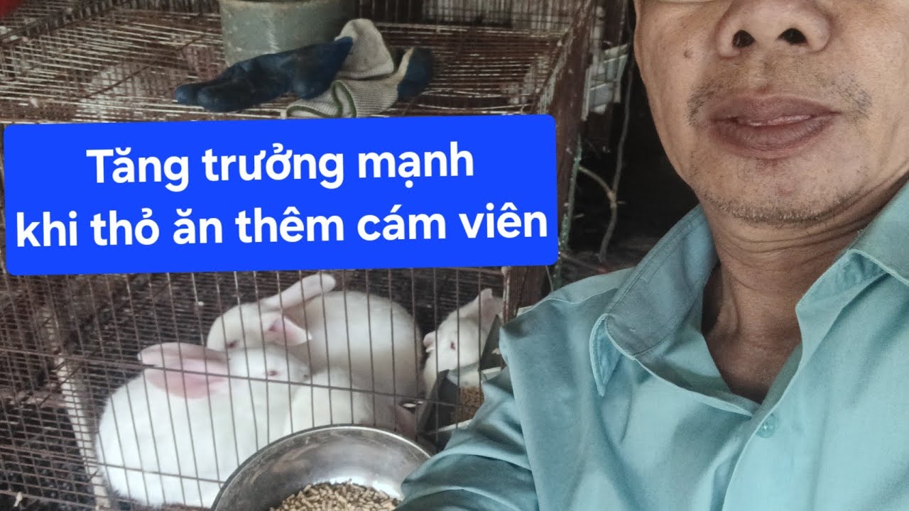 TẠI SAO NUÔI THỎ CHO ĂN THÊM CÁM VIÊN TĂNG TRƯỞNG KHỦNG.