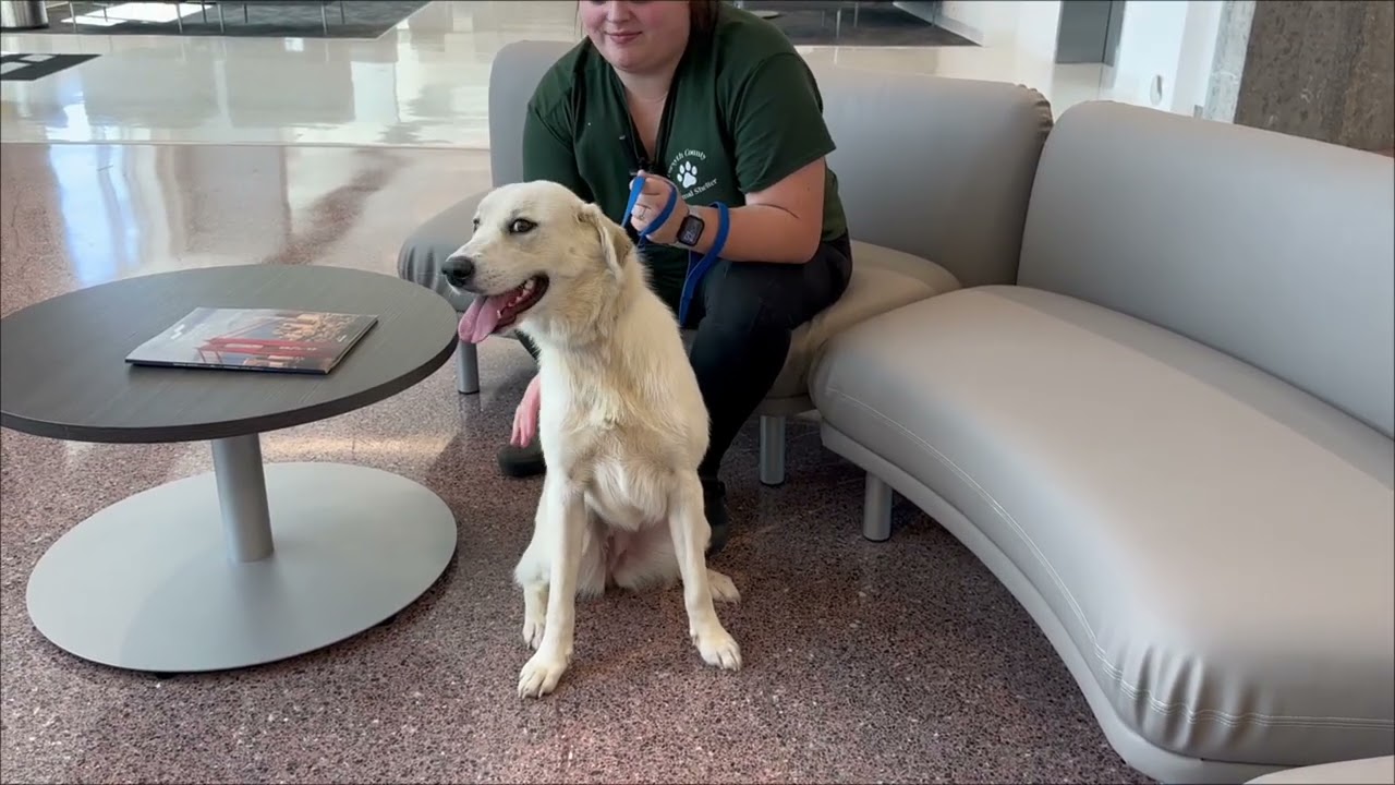 From Chains to Freedom: Flying Zoey to a New Life | Pilots N Paws Rescue Mission ✈️🐾