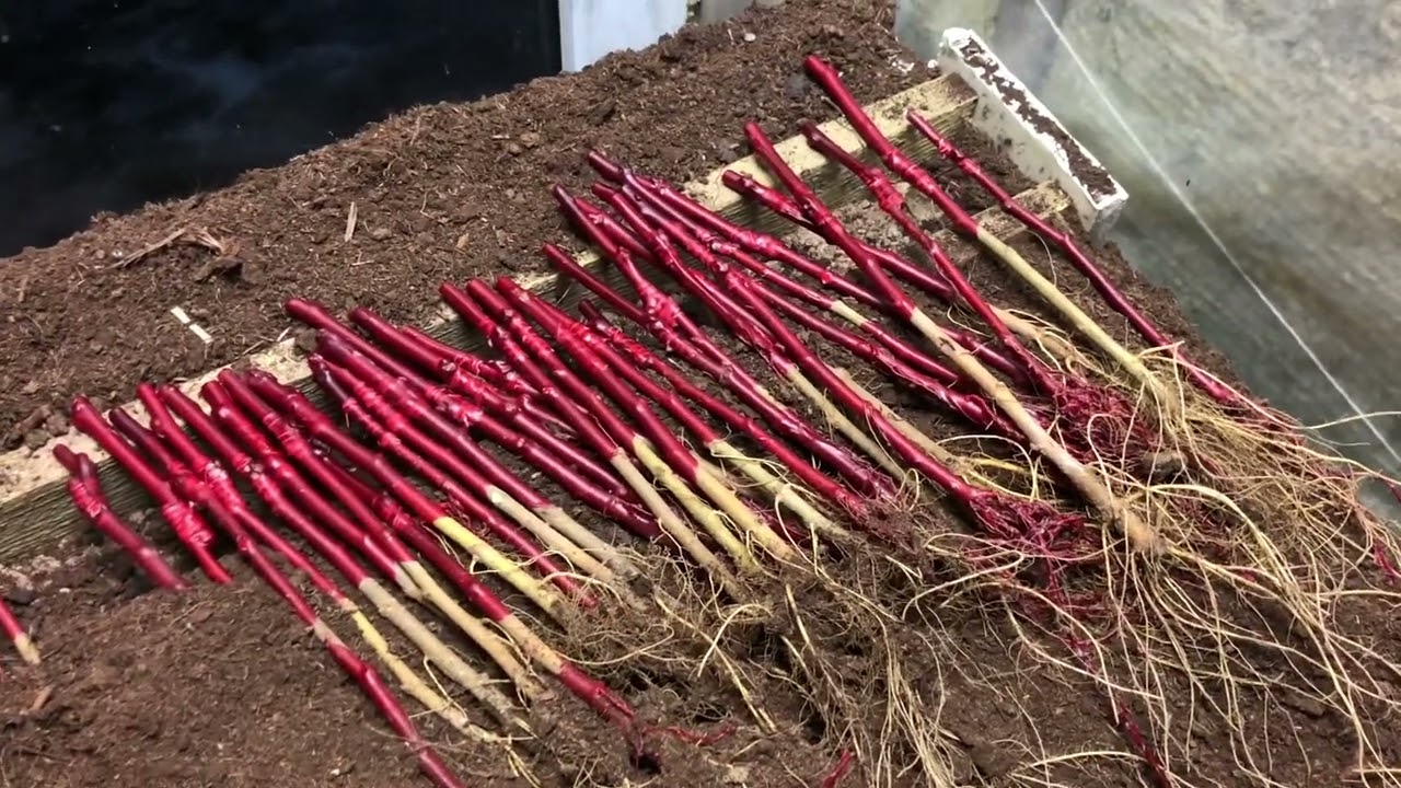 Hot pipe - most efficient hot callus grafting system.