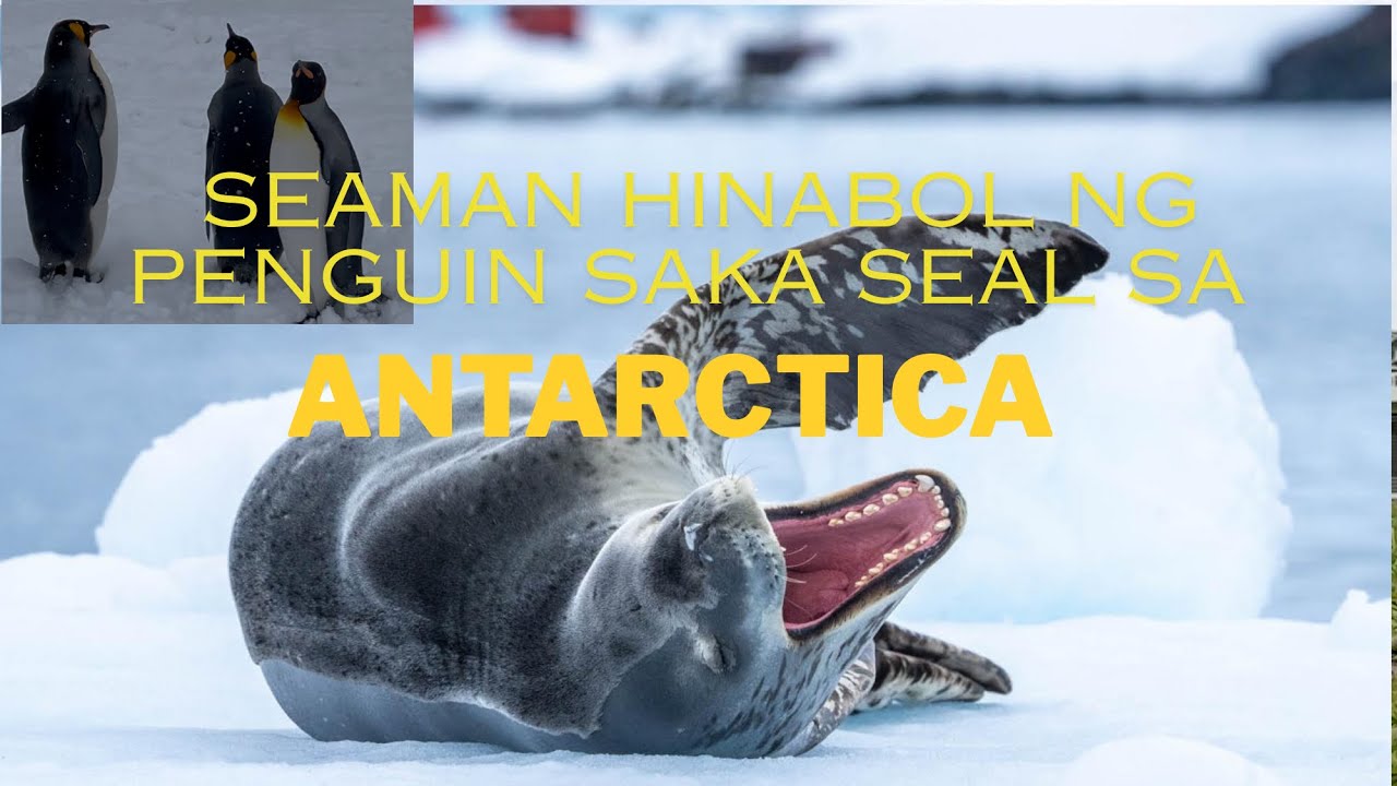 Reaching ANTARCTICA without spending a dime! What an experience!!!