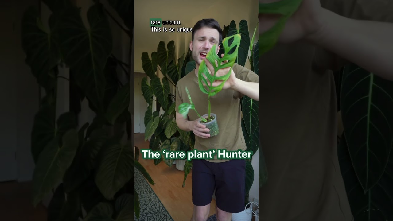Which plant parent are you?:) #indoorplants #houseplants
