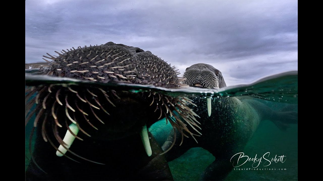 Underwater Walrus in the Arctic