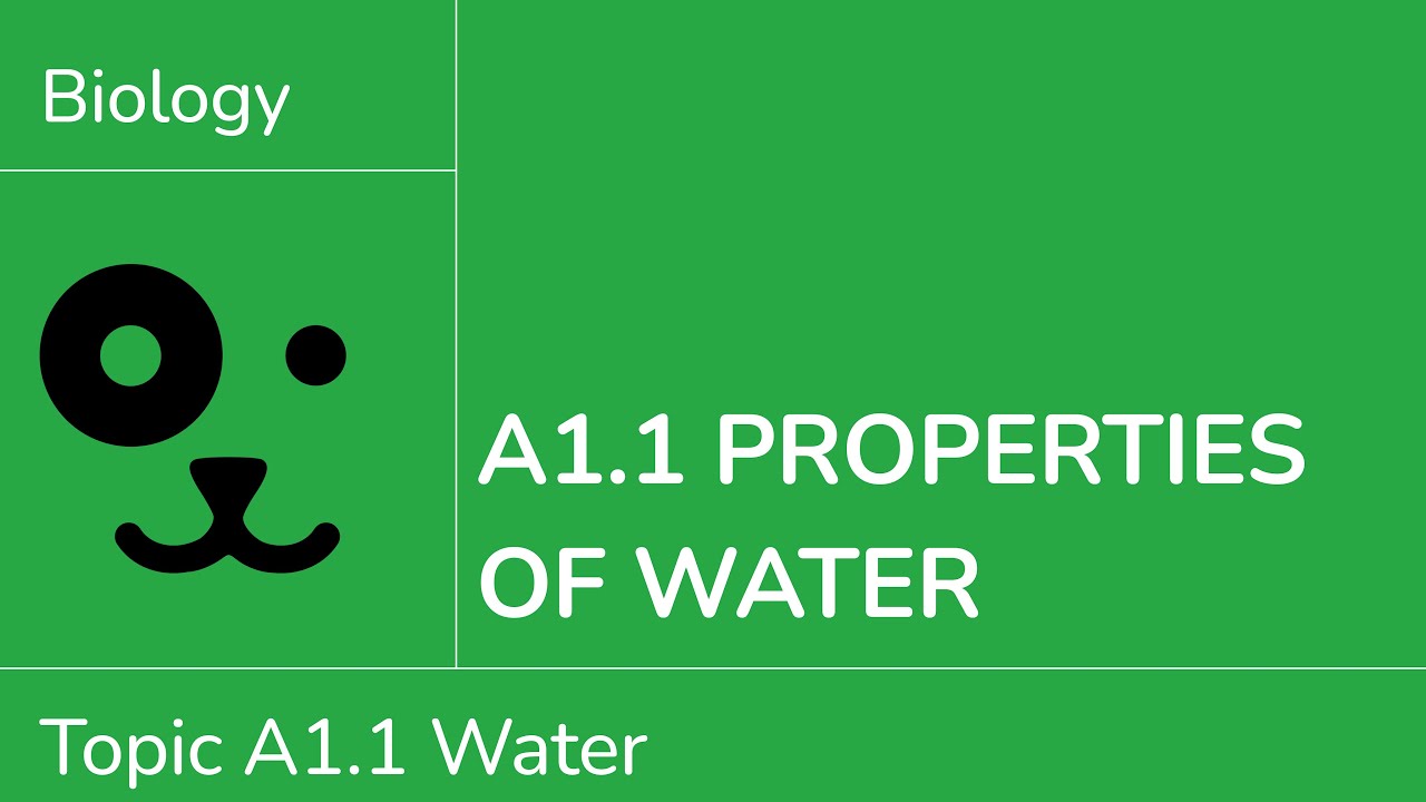 A1.1 Свойства воды [IB Биология SL/HL]
