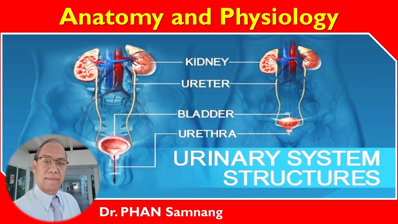 Lecture 1_MCQs | Urinary System | Kidney