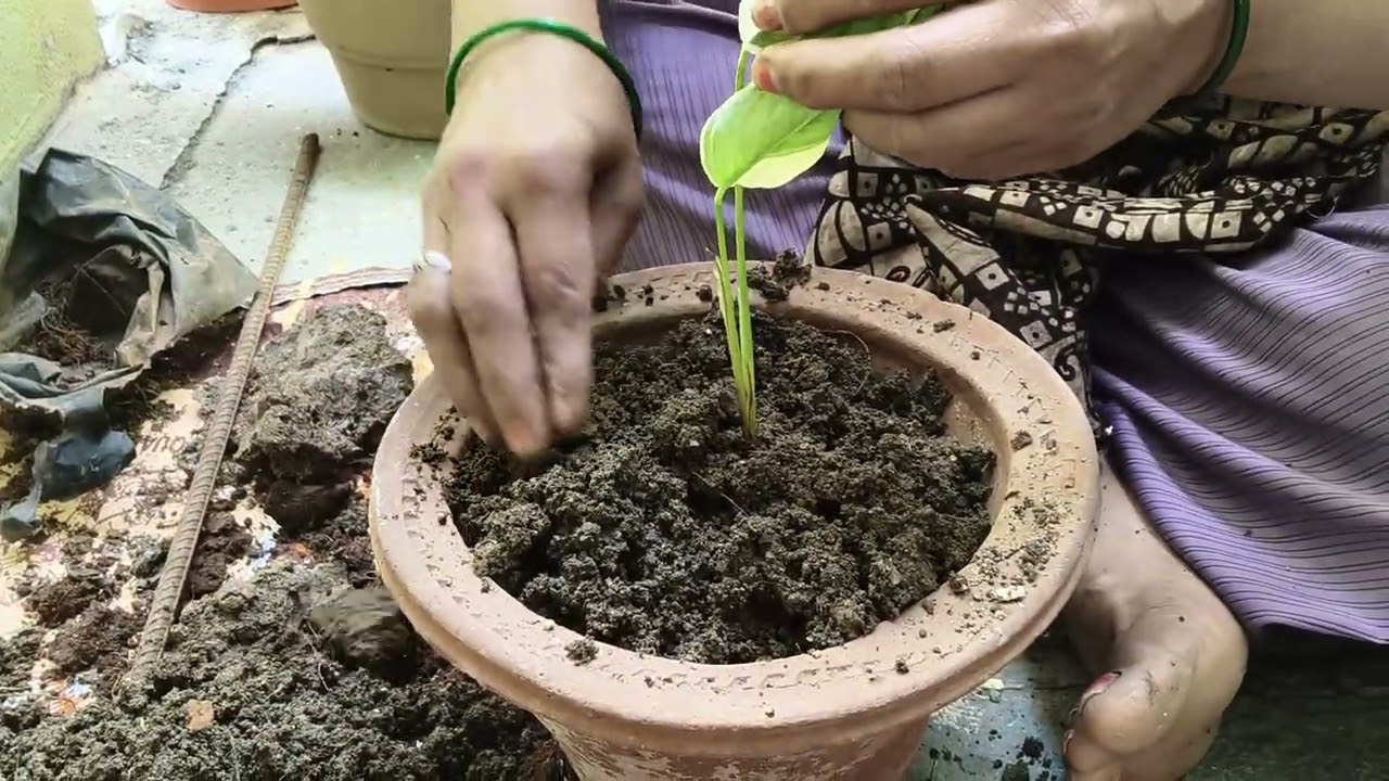 मी आज नर्सरी मधून नवीन झाडं आणले आणि लावले.झाडांना व्यवस्थित कसे लावावे हे पण या व्हिडिओमध्ये आहे.