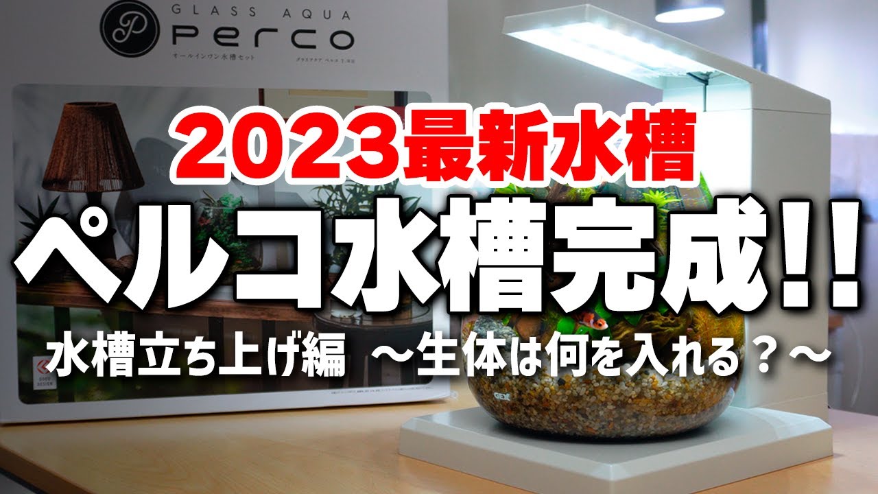 GEXペルコでインテリア水草水槽の立ち上げ＆レイアウトがわかる動画 #アクアリウム #熱帯魚 #小型水槽 #ぺる子 【ビバアクア】