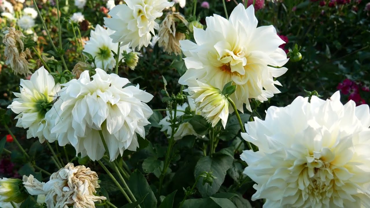 Dahlia Garden Tour
