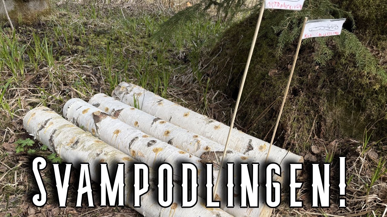 Odlar svamp p&aring; stock och i pallkrage