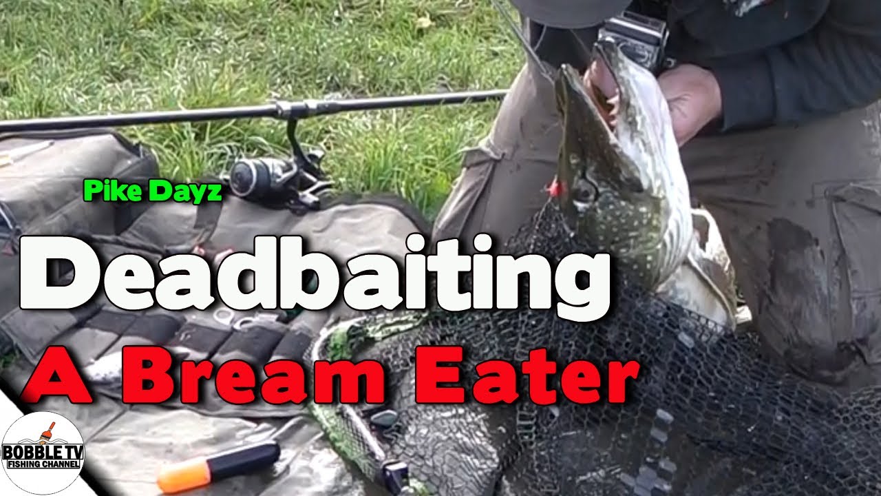 Deadbaiting For Pike A Bream Eater