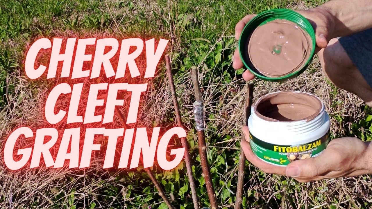 Cherry cleft grafting technique