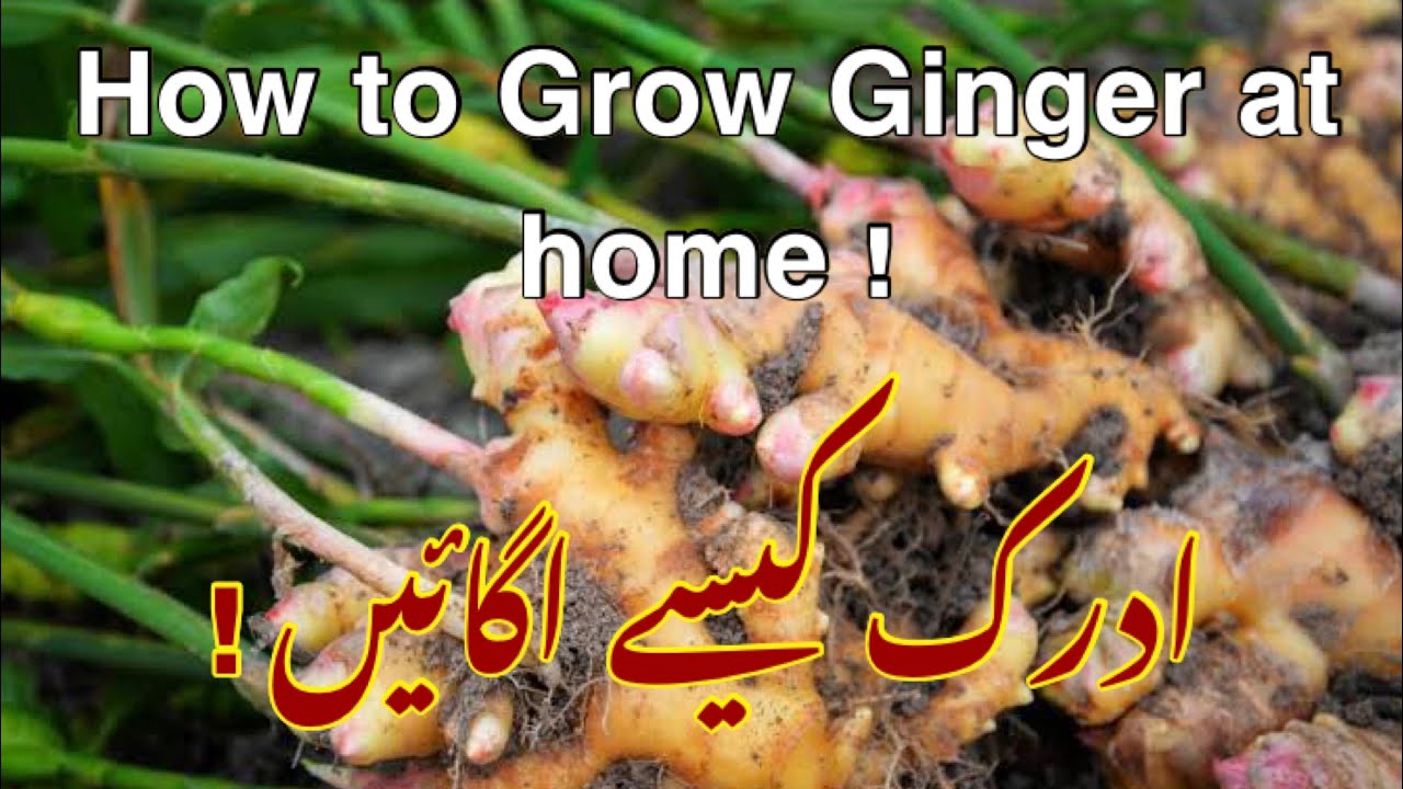 Grow Ginger at Home | How to grow Ginger from a piece | Growing Ginger in Pots | Adrak kesay ugaain?