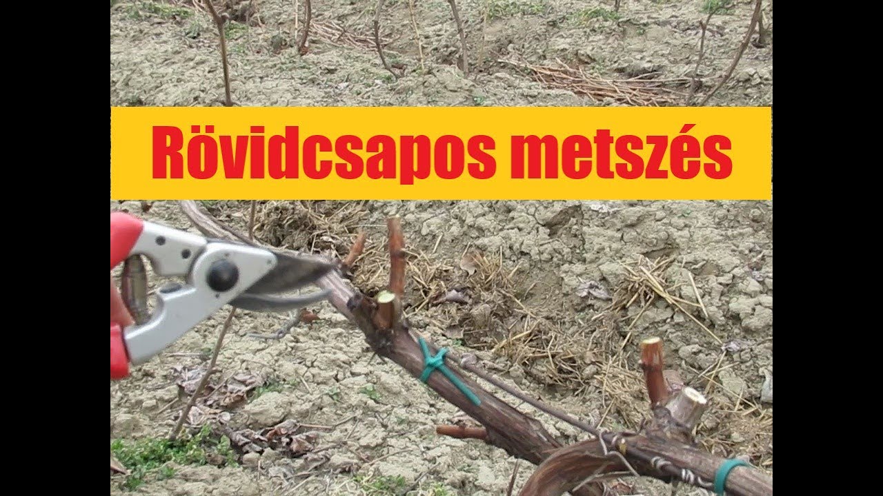 A borszőlő rövidmetszése – csemegeszőlőnél is lehet?