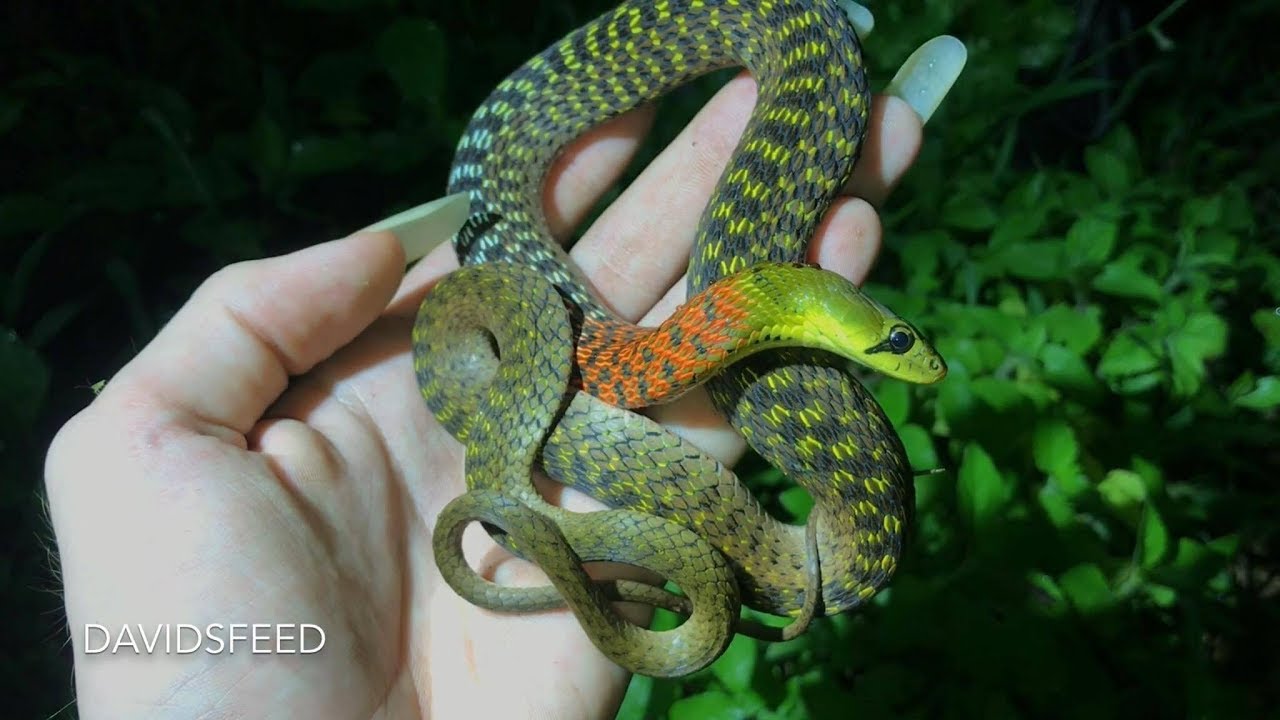 Красношейный кильбек выделяет яд | Herping Thailand