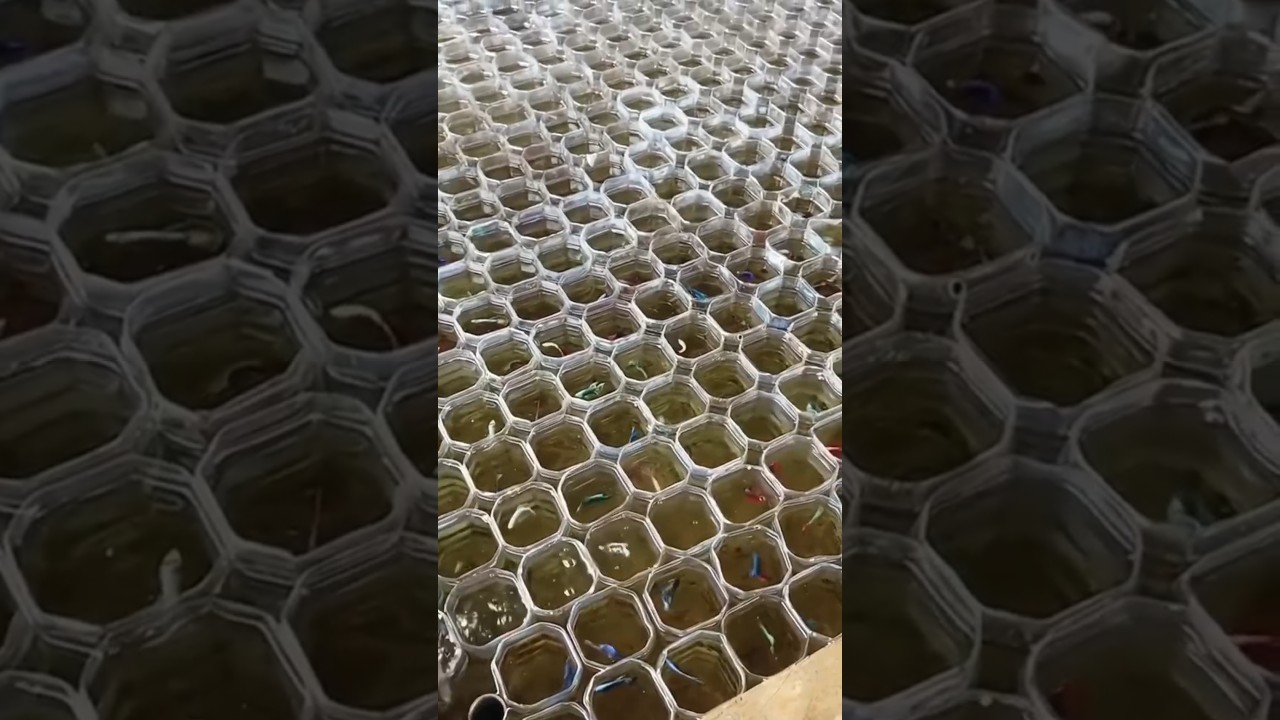 Betta Fish Farming: Raising Beautiful Bettas in Small Plastic Containers 👀
