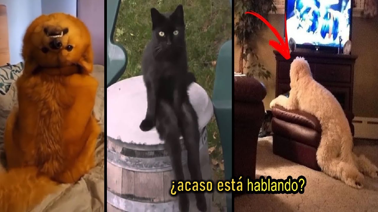 8 Animales Actuando como Humanos | VIDEOS DE TERROR 2022