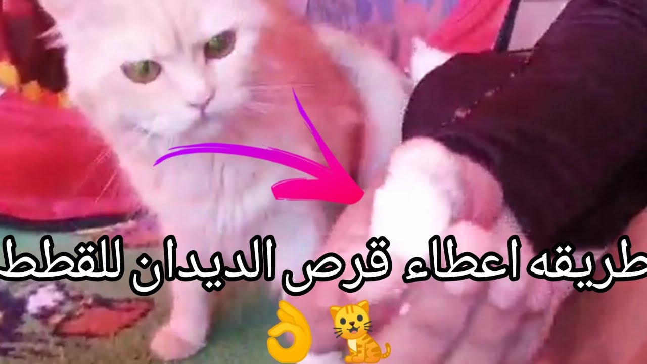 طريقه اعطاء قرص الديدان للقطط في المنزل بطريقه سهله 👌🐈