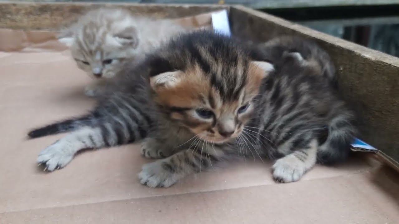 ANAK KUCING MEONG MEONG MANGGIL INDUKNYA DAN DIBAWA KEKANDANGNYA