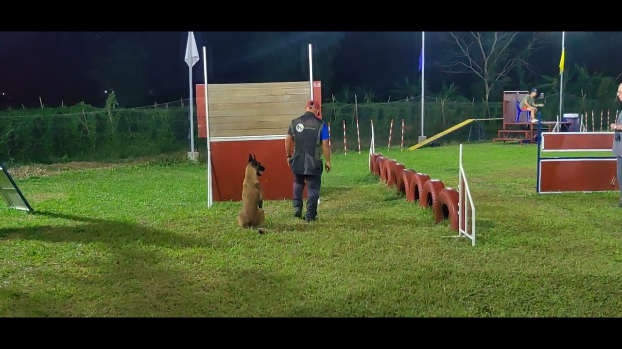 Mondioring trial. lets go. #belgianmalinois #workinglinegermanshepherd