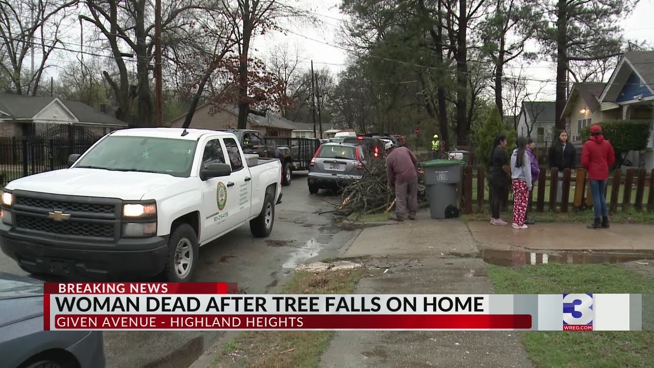 Tree falls, kills woman in Highland Heights, family says