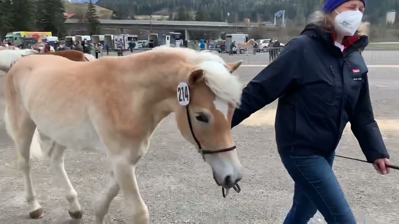 Jährlingsbeurteilung des Haflinger Pferdezuchtverbandes Tirol 2021