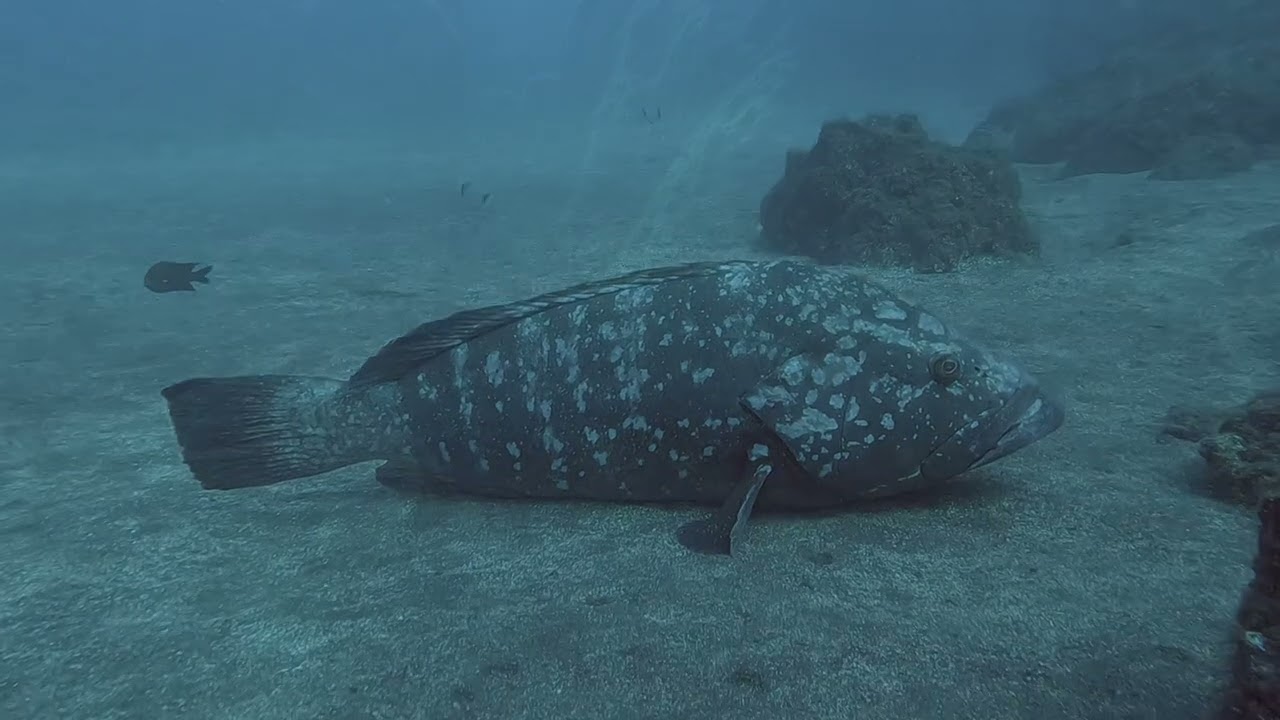 SCUBA Diving in Madeira (July 2022)