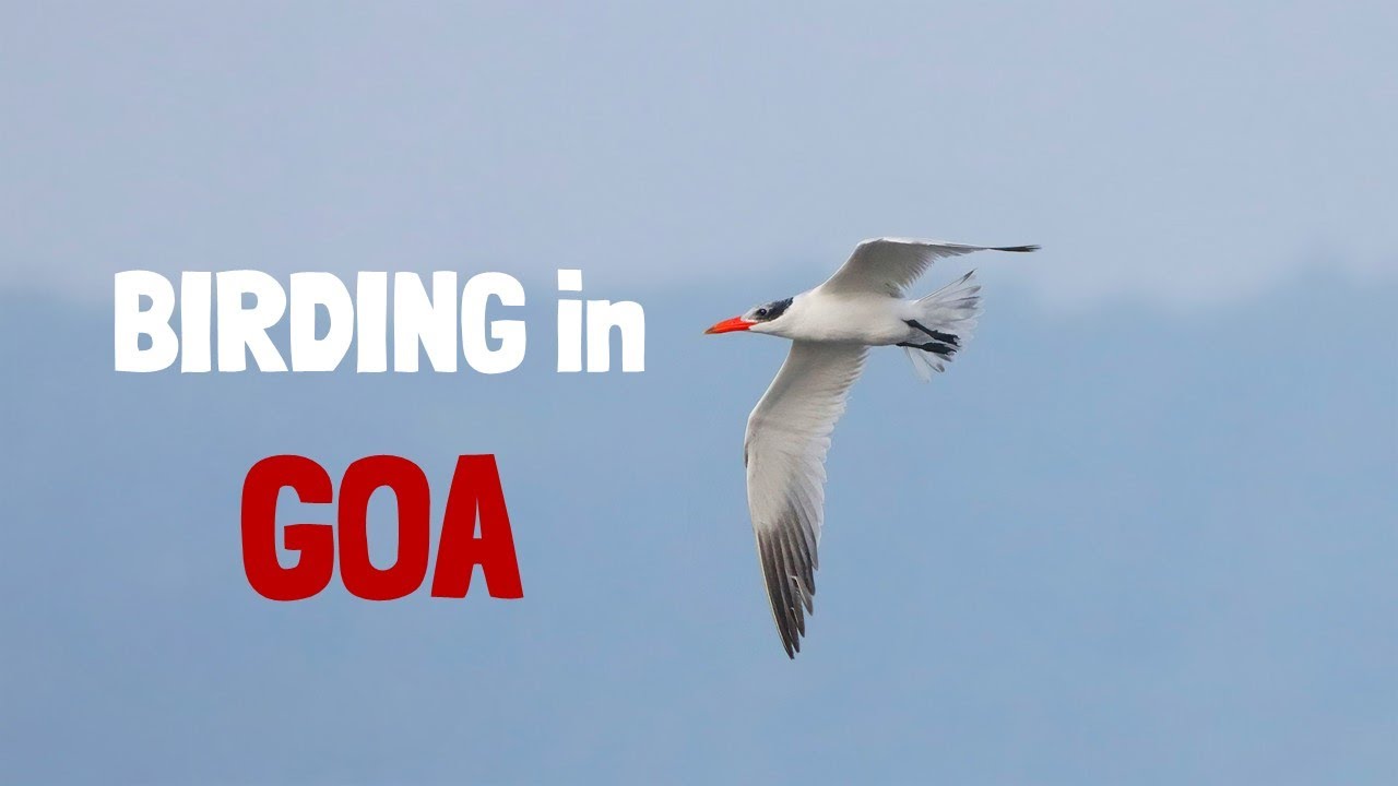 Birding in Goa | October 2024