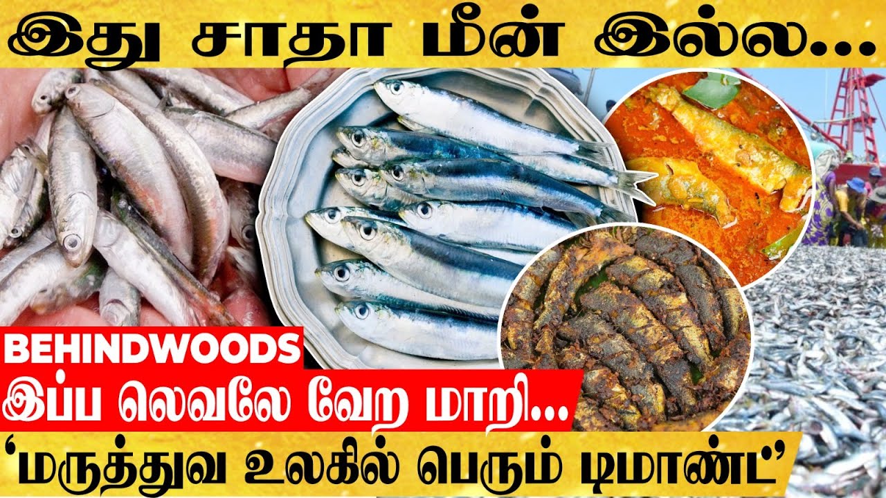 மத்தி மீன்ல இருக்கும் பொக்கிஷம்...மருத்துவ உலகில் பெரும் டிமாண்ட் ஆனது எப்படி? இப்ப லெவலே வேற