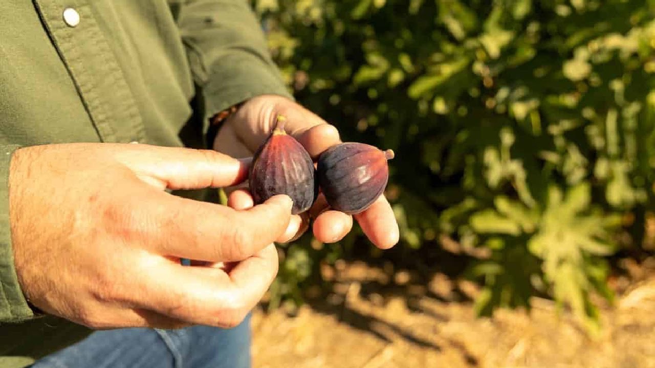 Do you know how figs are grown in California?