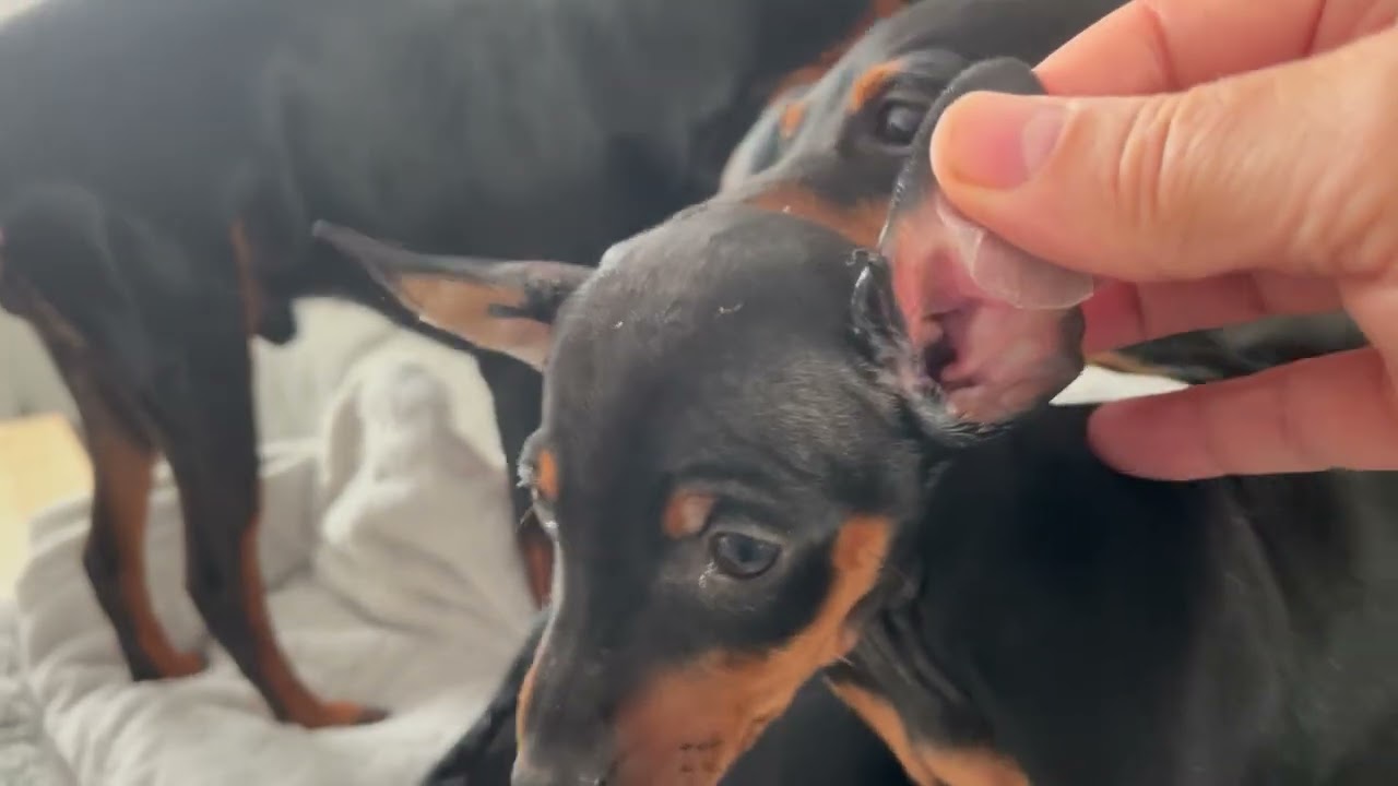 Comment avoir les oreilles droites pour le pinscher nain