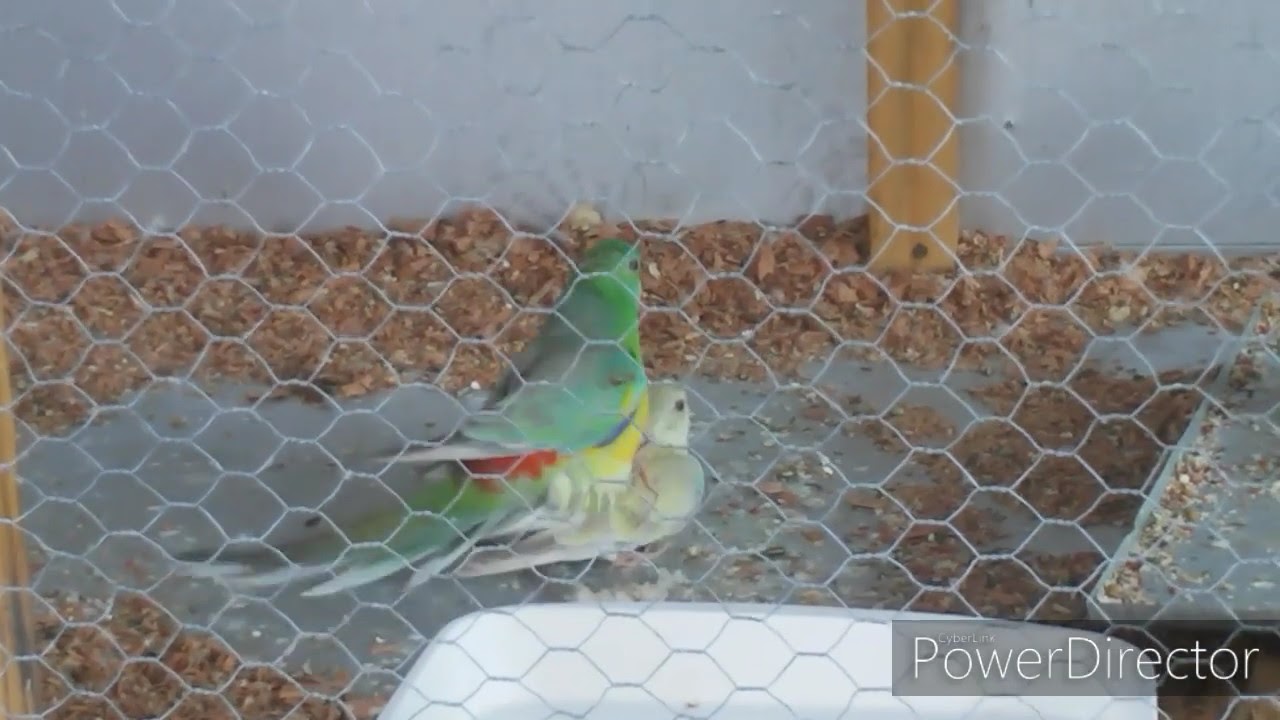 Red Rumped acasalando