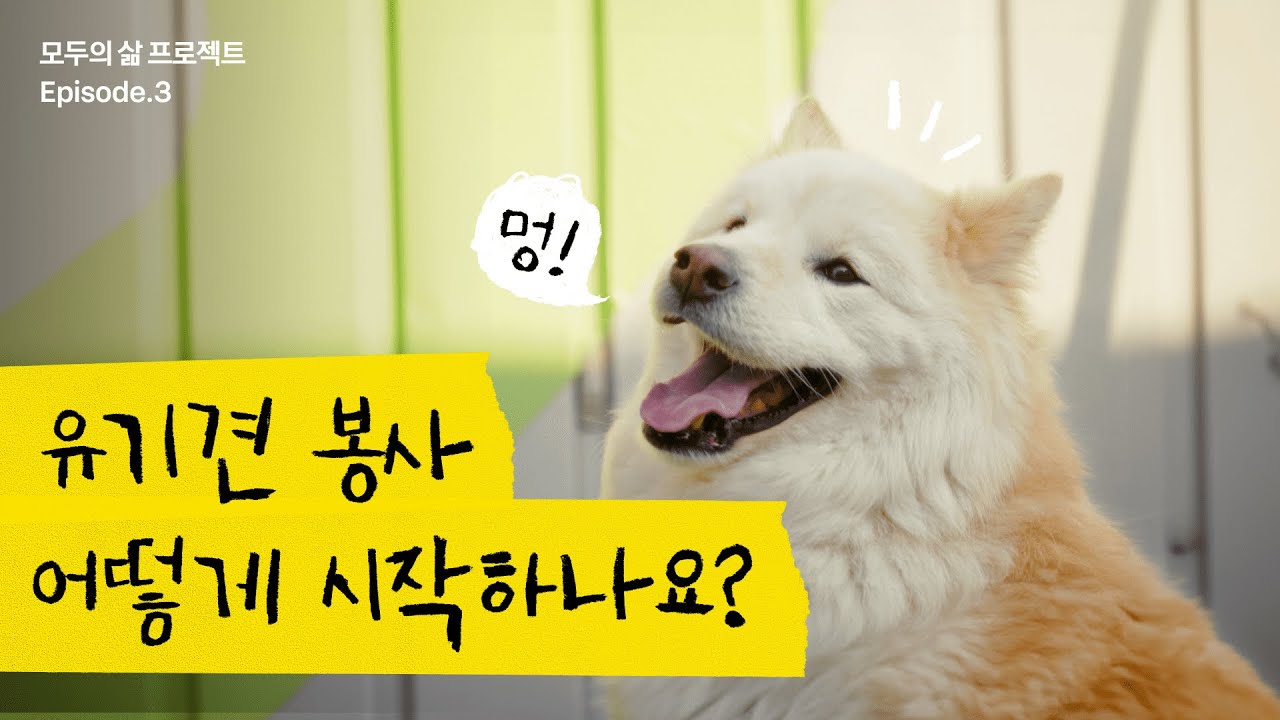 유기견 봉사를 시작하는 가장 쉬운 방법 🐶 ft. 카카오톡 오픈채팅 🤳ㅣ모두의 삶 프로젝트 [시즌 1] EP.3