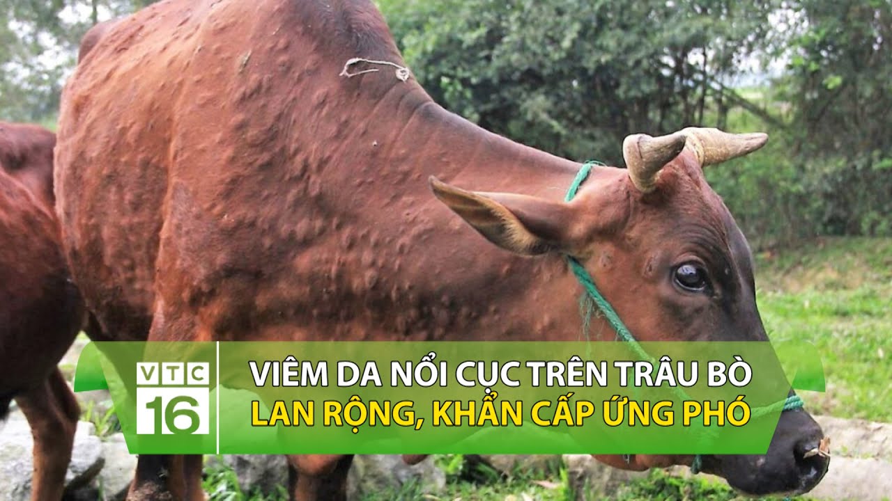Vi&ecirc;m da nổi cục tr&ecirc;n tr&acirc;u b&ograve; lan rộng, khẩn cấp ứng ph&oacute; | VTC16