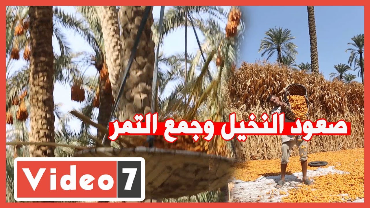 صعود النخيل وجمع التمر.. مهنة احترفها أهل قرية الشمباب بالبدرشين