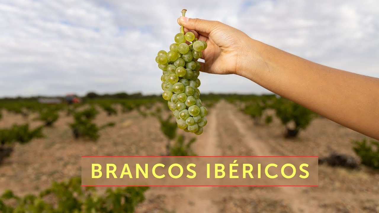 Brancos Ibéricos - Club Direct Wine setembro 2023